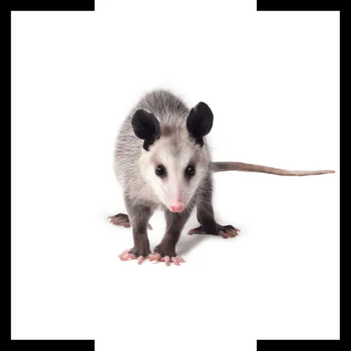 possum possum